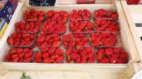 BARQUETTE 250 g EN COLIS  60x40 - Barquette plastique pour fruits - Barquettes fraises 