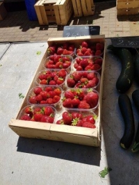 BARQUETTE 250 g EN COLIS  50x30 - Barquettes fruits  plastique  - Barquettes fraises 
