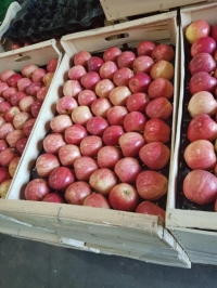 ALVEOLE PP 60/65 - Alvéole plastique (pp) pomme et fruit rond - 60x40 pommes et fruits ronds