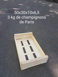 50x30x10x6,5= 3 kg DE CHAMPIGNONS DE PARIS - Plateau bois - Plateau bois 50x30 cm