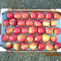 60x40 28 fruits - Alvéole cellulose pour pomme - Alvéole en cellulose moulée 60x40 cm