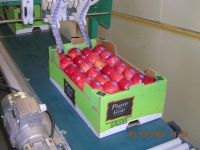 50x30 26 fruits - Alvéoles celluloses pour pomme  - Alvéole en cellulose moulée 50x30 cm