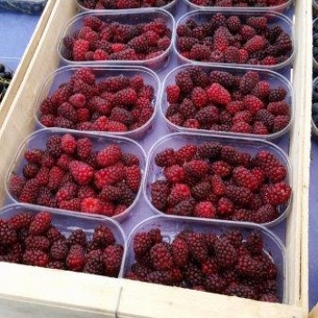 50x30 C70 H100 - Photo 2015-07-04_12.12.31=courrier_0_0.jpg