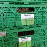 PLIABLE 60x40x13 - 1 - Caisse plastique pliable - Caisse pliable verte 60x40