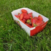 Barquette carton W 500 g - Barquette carton fraise wk imprime - Barquette fraise w imprime fraise avec couvercle