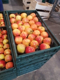 ALVEOLE PP  85/90 - Alvéole plastique (pp) pomme et fruit rond - 60x40 pommes et fruits ronds