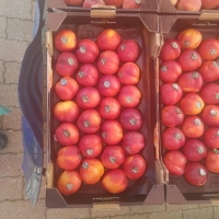 50x30 Ø  70/75  - Alvéole plastique (pp) pomme et fruit rond - 50x30 pommes  et fruits ronds