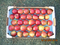 60x40 28 fruits - Alvéole cellulose pour pomme  - Alvéole en cellulose moulée 60x40 cm