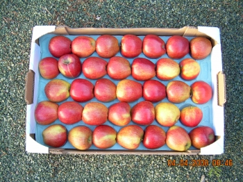 60x40 28 fruits - Photo dscn0546.jpg