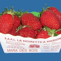 Barquette Carton Primeur Personnalisée. - Barquette carton blanc/vert