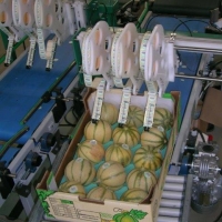 60x40 cm 18Q - Alvéole cellulose pour melon - Alvéole cellulose moulée 60x40