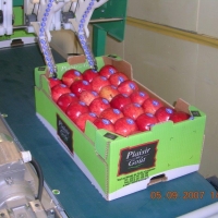 50x30 26 fruits - Alvéole cellulose pour pomme  - Alvéole en cellulose moulée 50x30 cm