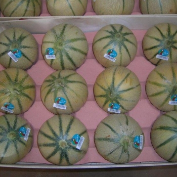 60x40 cm 12L - Photo photo_032.jpg