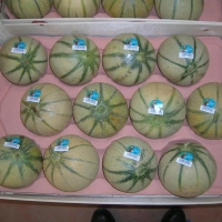 60x40 cm 12Q - Alvéole cellulose pour melon - Alvéole cellulose moulée 60x40