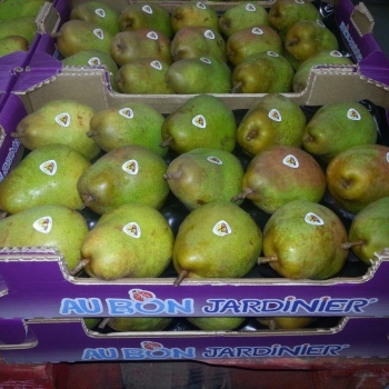 50x30 18 fruits - 1 - Photo pinard=jagny=courrier.jpg