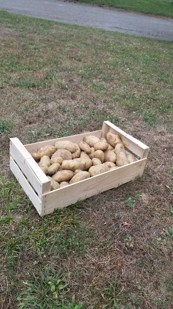 Plateau de 5 gros légumes en bois